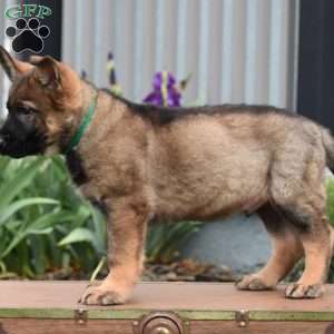 Korry, German Shepherd Puppy